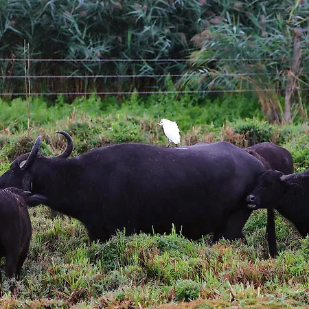 Roka - Tanya Vakantieboerderij *