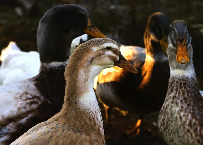 Roka - Tanya Κατάλυμα σε φάρμα Supljak