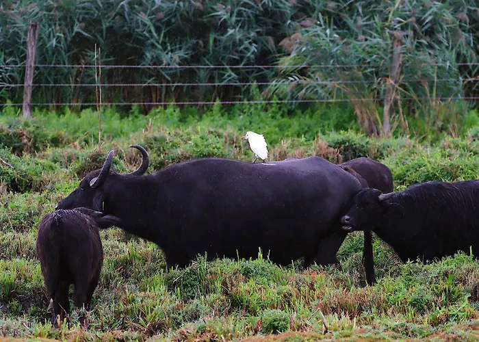 Roka - Tanya Κατάλυμα σε φάρμα *