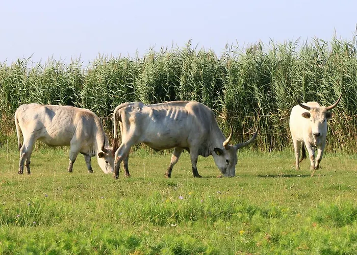 Κατάλυμα σε φάρμα Roka - Tanya *